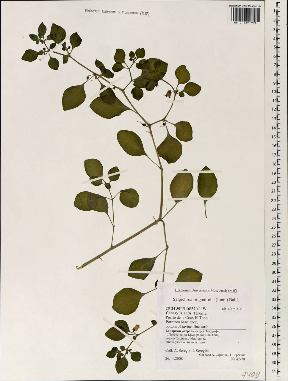 Salpichroa origanifolia (Lam.) Baillon, Африка (AFR) (Испания)