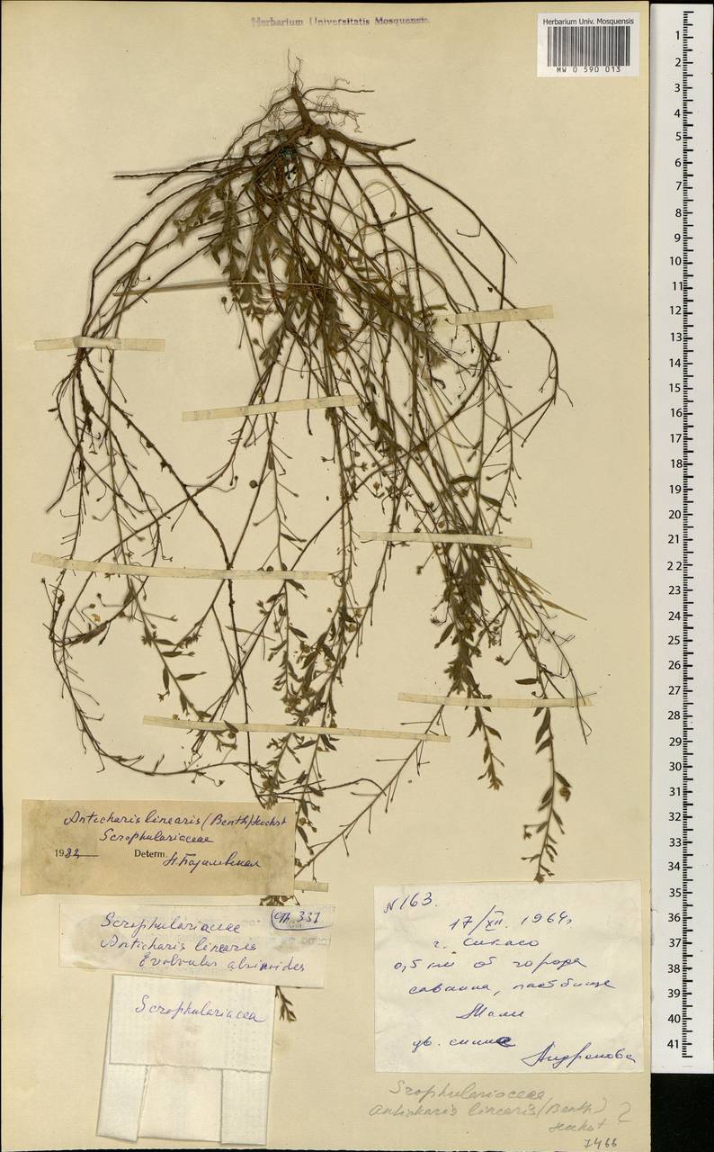 Anticharis senegalensis (Walp.) Bhandari, Африка (AFR) (Мали)