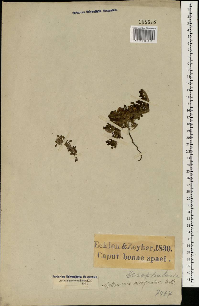 Aptosimum eriocephalum E. Mey. ex Benth., Африка (AFR) (ЮАР)