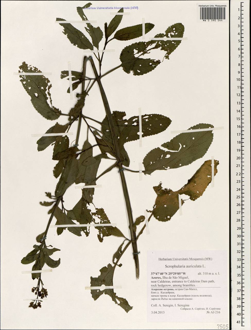 Scrophularia auriculata L., Африка (AFR) (Португалия)