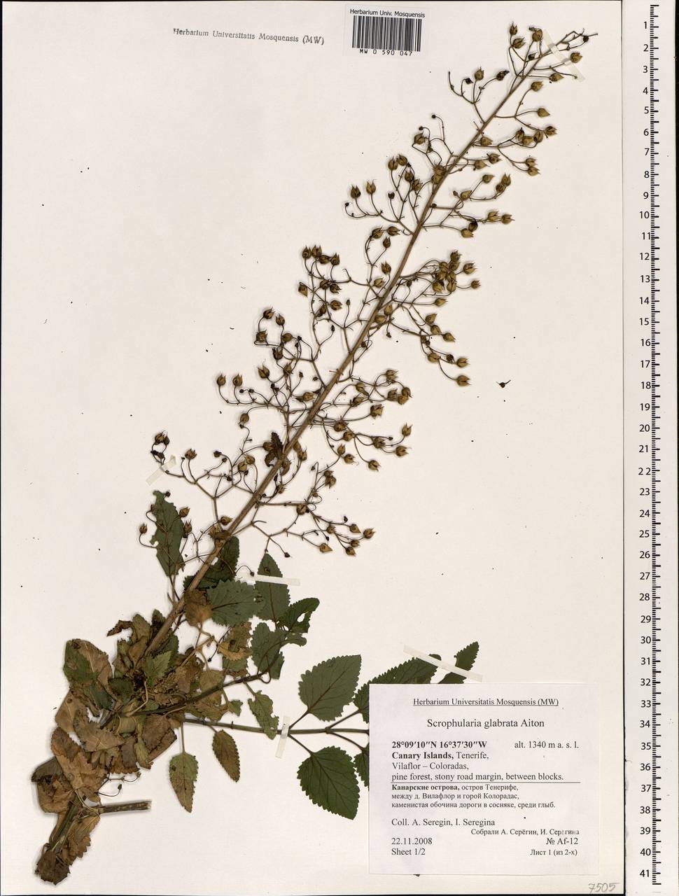 Scrophularia glabrata Aiton, Африка (AFR) (Испания)