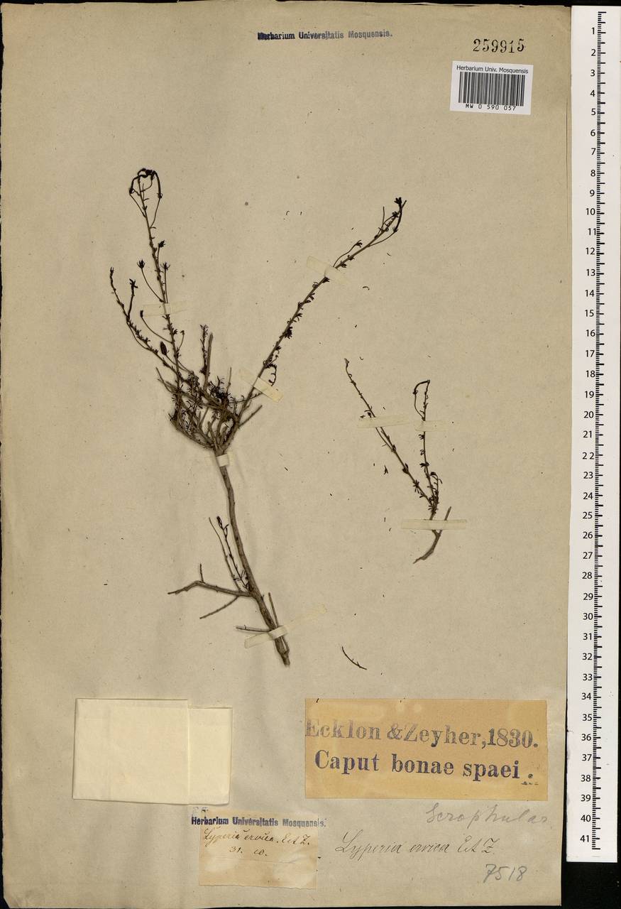 Jamesbrittenia atropurpurea subsp. atropurpurea, Африка (AFR) (ЮАР)