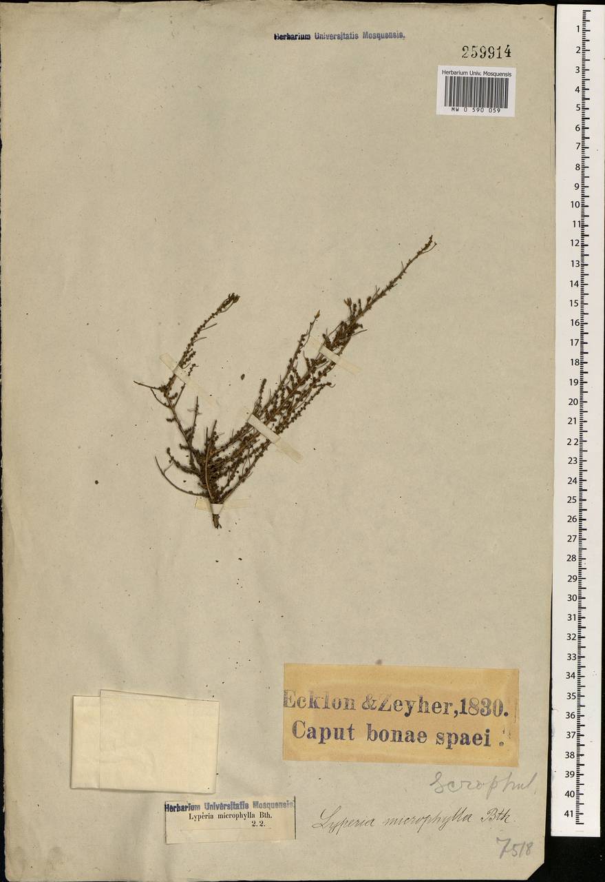 Jamesbrittenia microphylla (L. fil.) O.M. Hilliard, Африка (AFR) (ЮАР)
