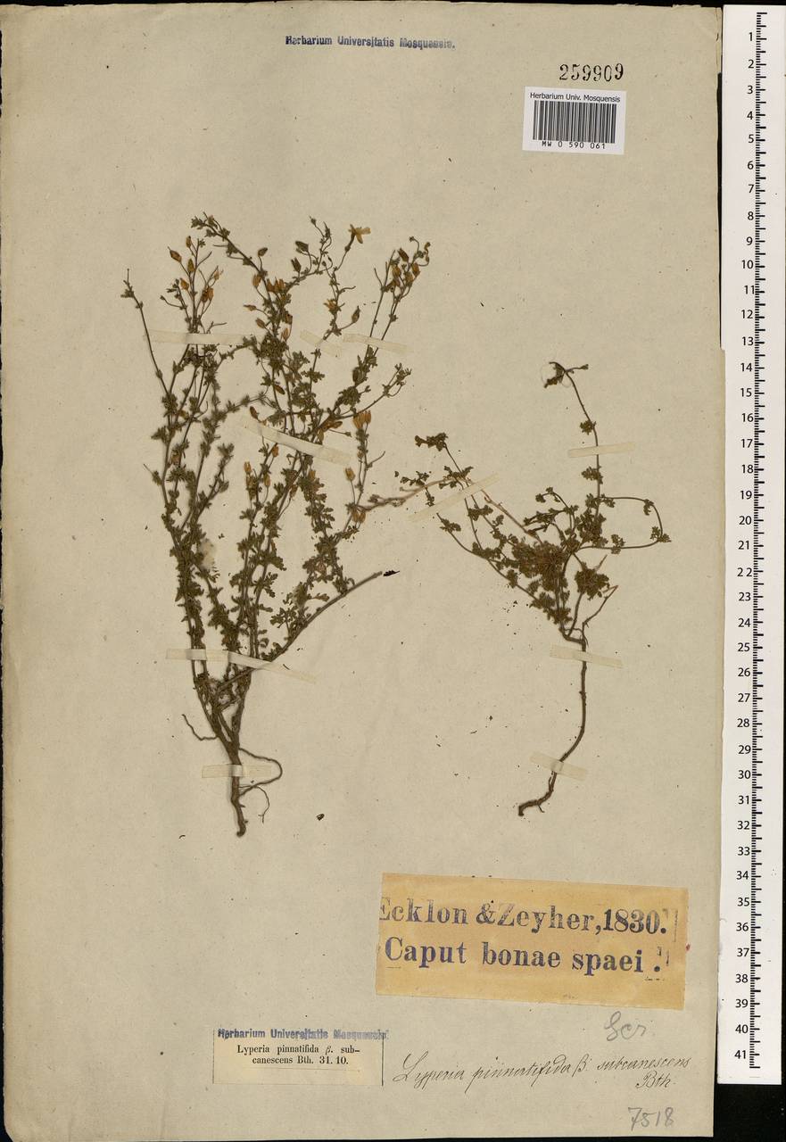 Jamesbrittenia pinnatifida (L. fil.) O.M. Hilliard, Африка (AFR) (ЮАР)
