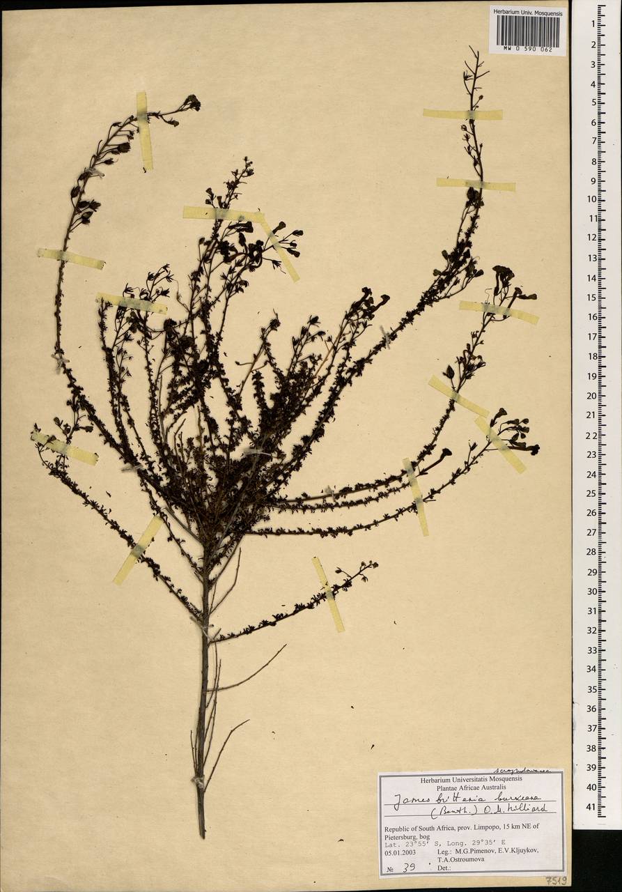 Jamesbrittenia burkeana (Benth.) O.M. Hilliard, Африка (AFR) (ЮАР)