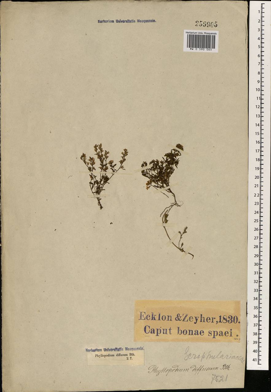 Phyllopodium diffusum Benth., Африка (AFR) (ЮАР)