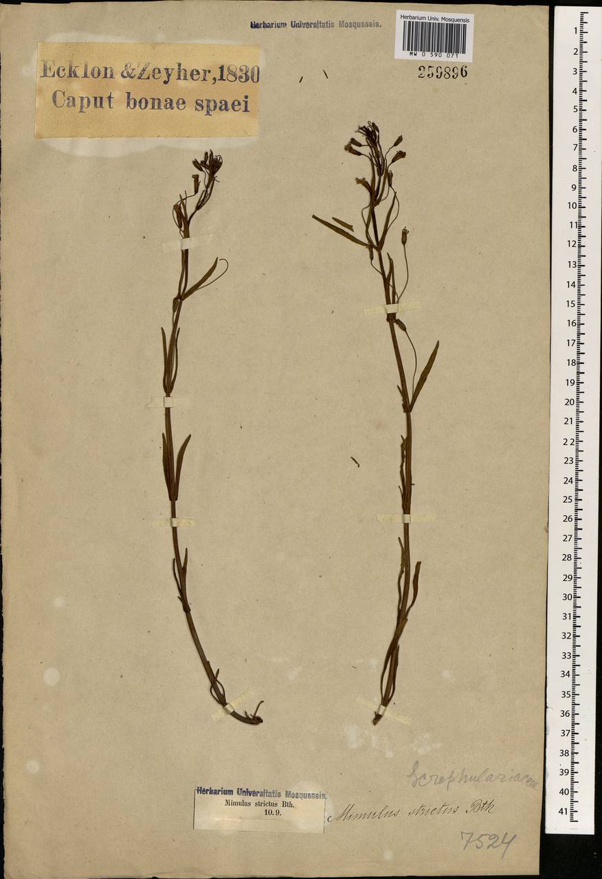 Mimulus strictus Benth., Африка (AFR) (ЮАР)