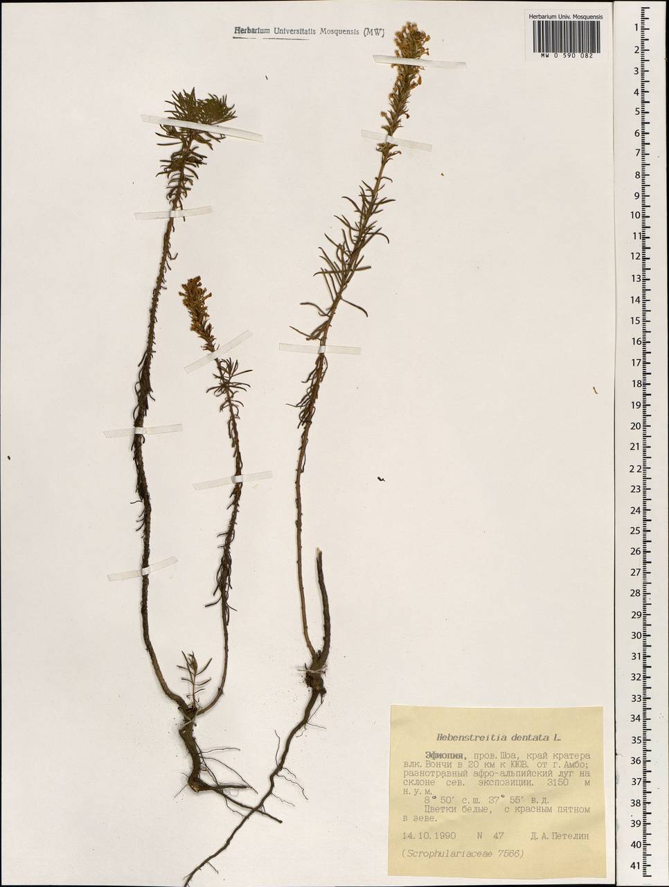 Hebenstretia dentata L., Африка (AFR) (Эфиопия)