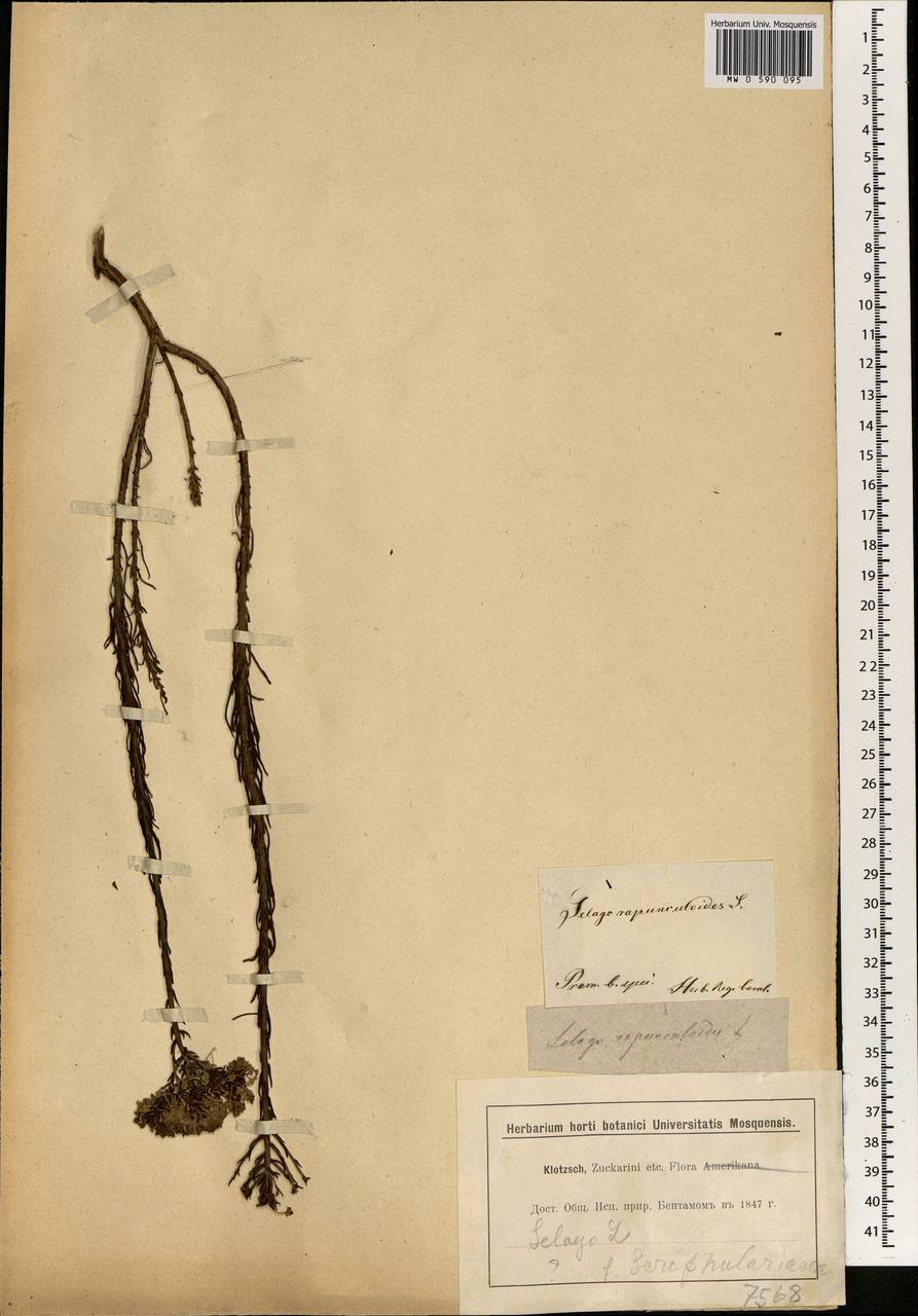 Pseudoselago rapunculoides (L.) O.M. Hilliard, Африка (AFR) (ЮАР)
