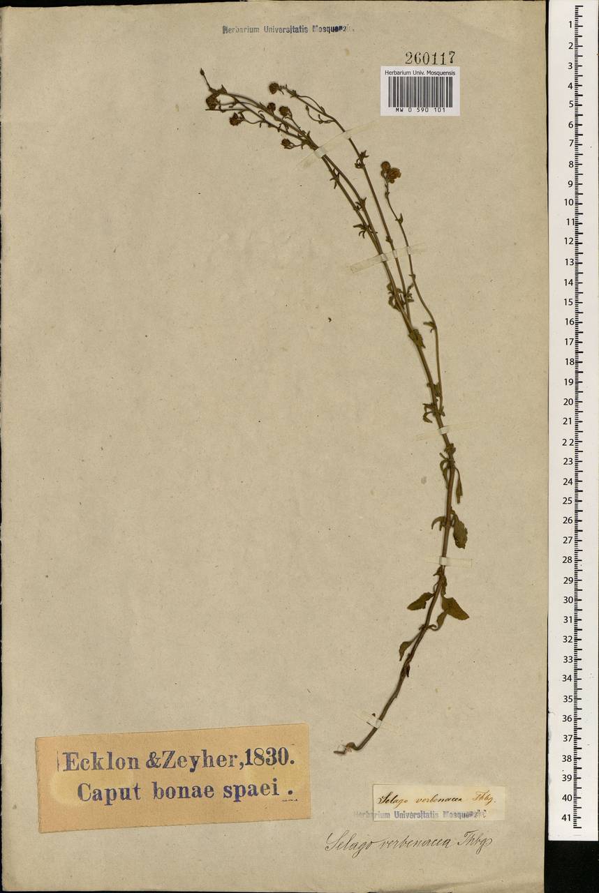 Pseudoselago verbenacea (L. fil.) O.M. Hilliard, Африка (AFR) (ЮАР)