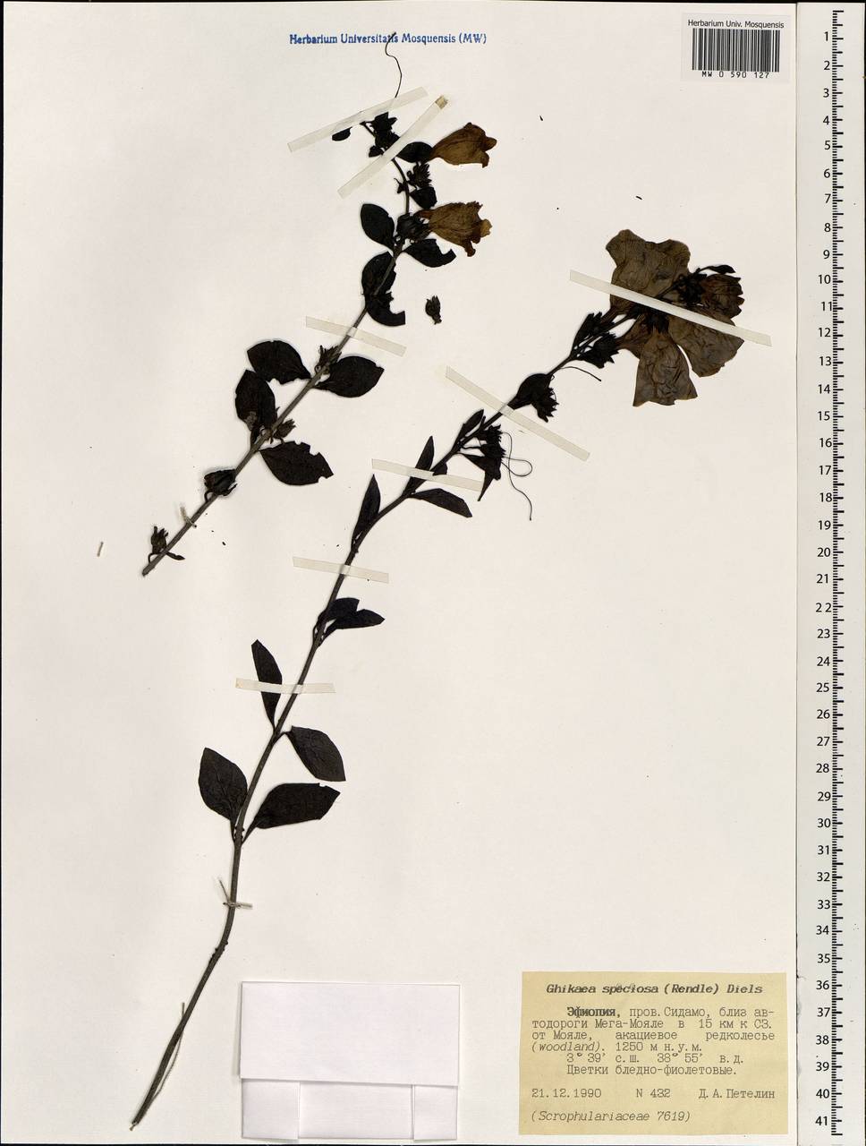 Ghikaea speciosa (Rendle) Diels, Африка (AFR) (Эфиопия)