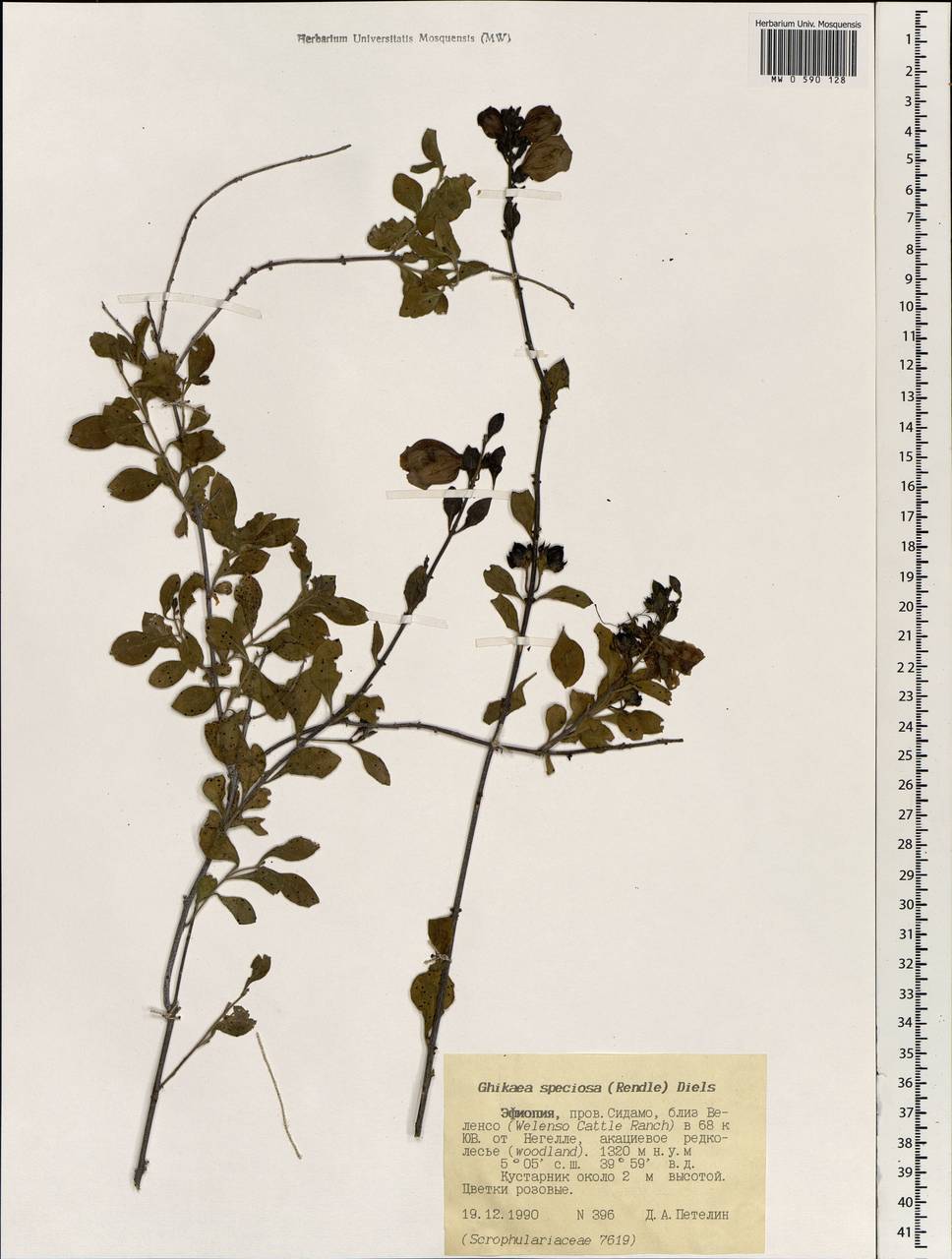 Ghikaea speciosa (Rendle) Diels, Африка (AFR) (Эфиопия)