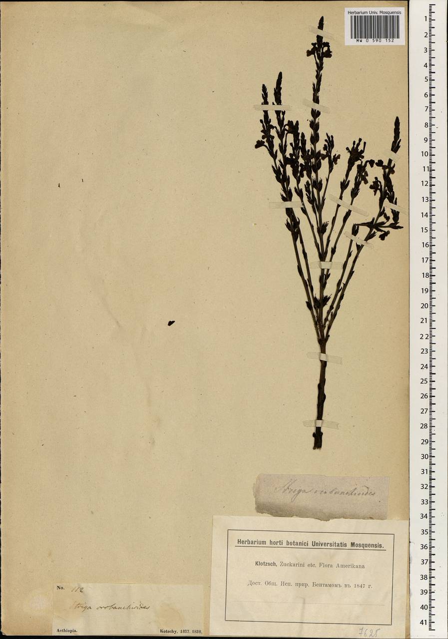 Striga gesnerioides (Willd.) Vatke, Африка (AFR) (Эфиопия)
