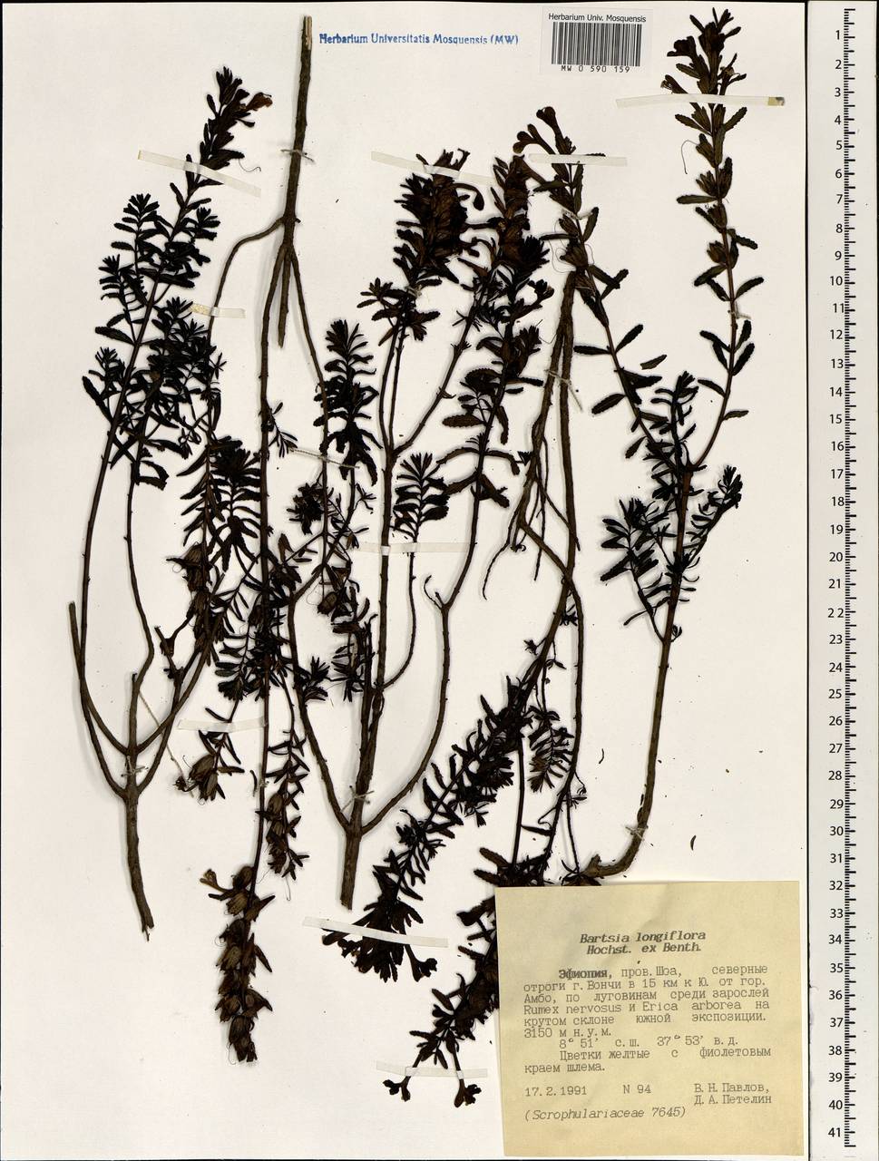 Hedbergia longiflora subsp. longiflora, Африка (AFR) (Эфиопия)