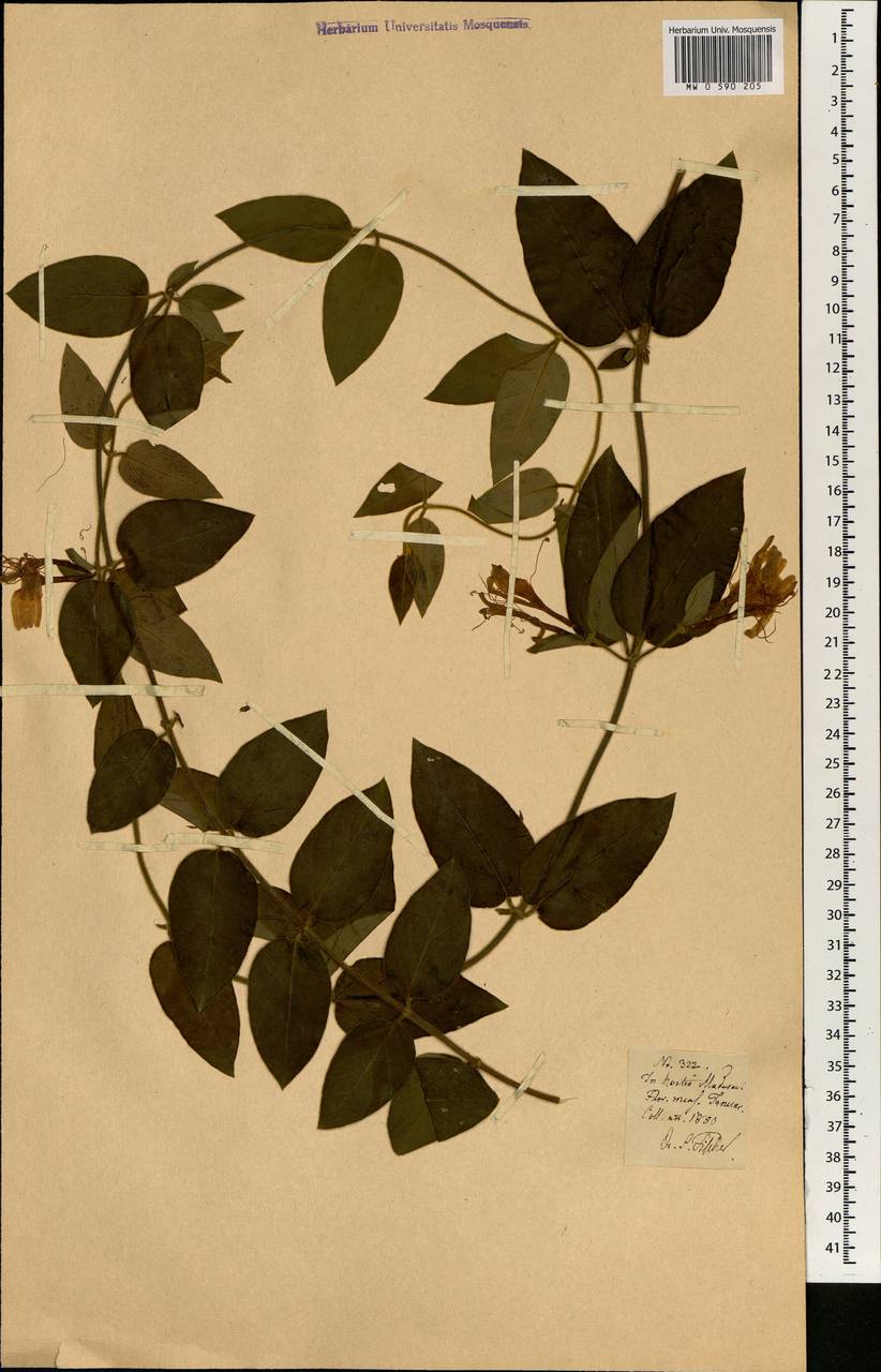 Acanthaceae, Африка (AFR) (Португалия)
