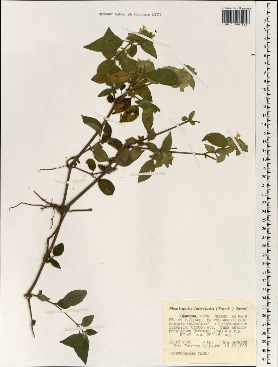 Phaulopsis imbricata, Африка (AFR) (Эфиопия)