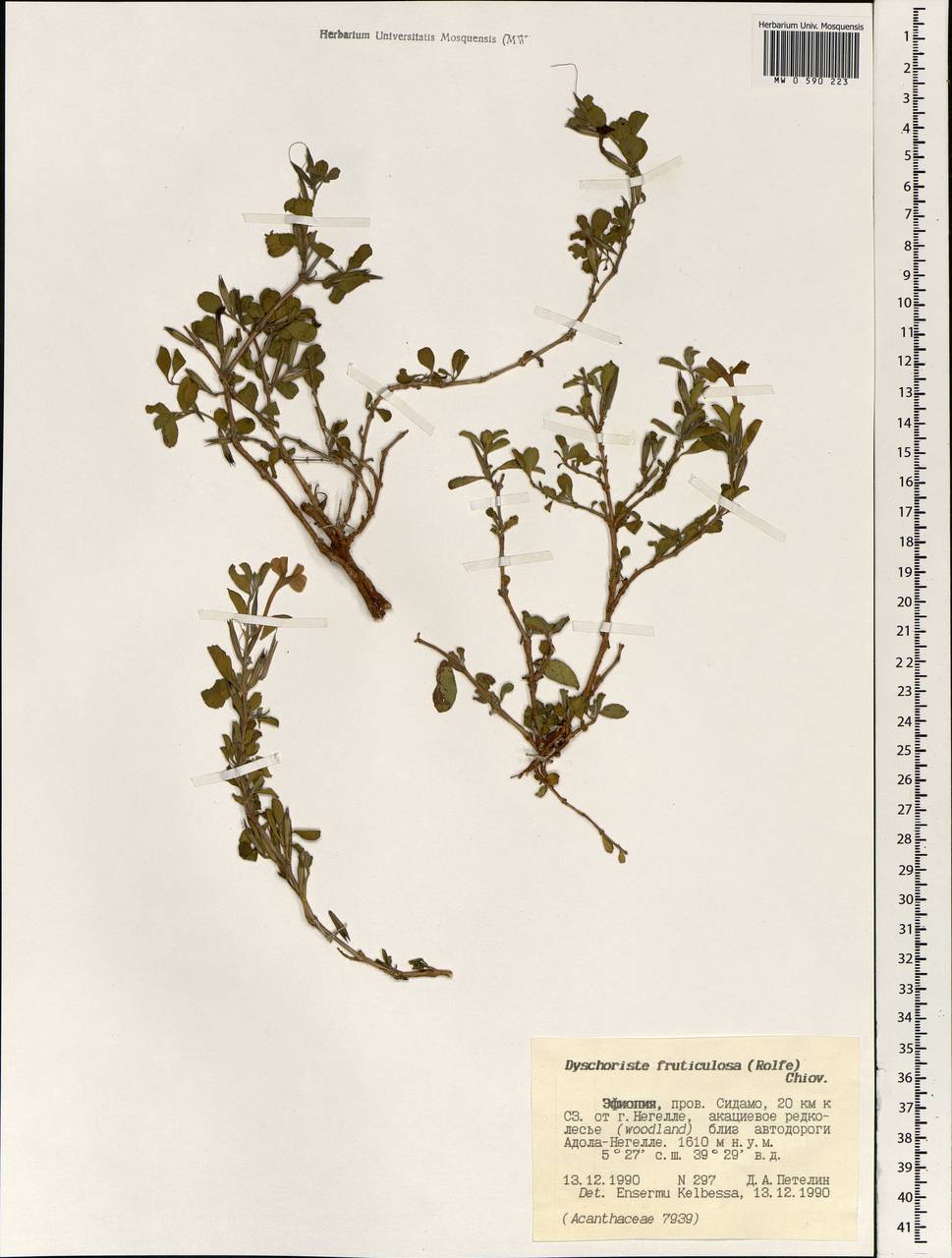 Dyschoriste hildebrandtii (S. Moore) Lindau ex Engl., Африка (AFR) (Эфиопия)