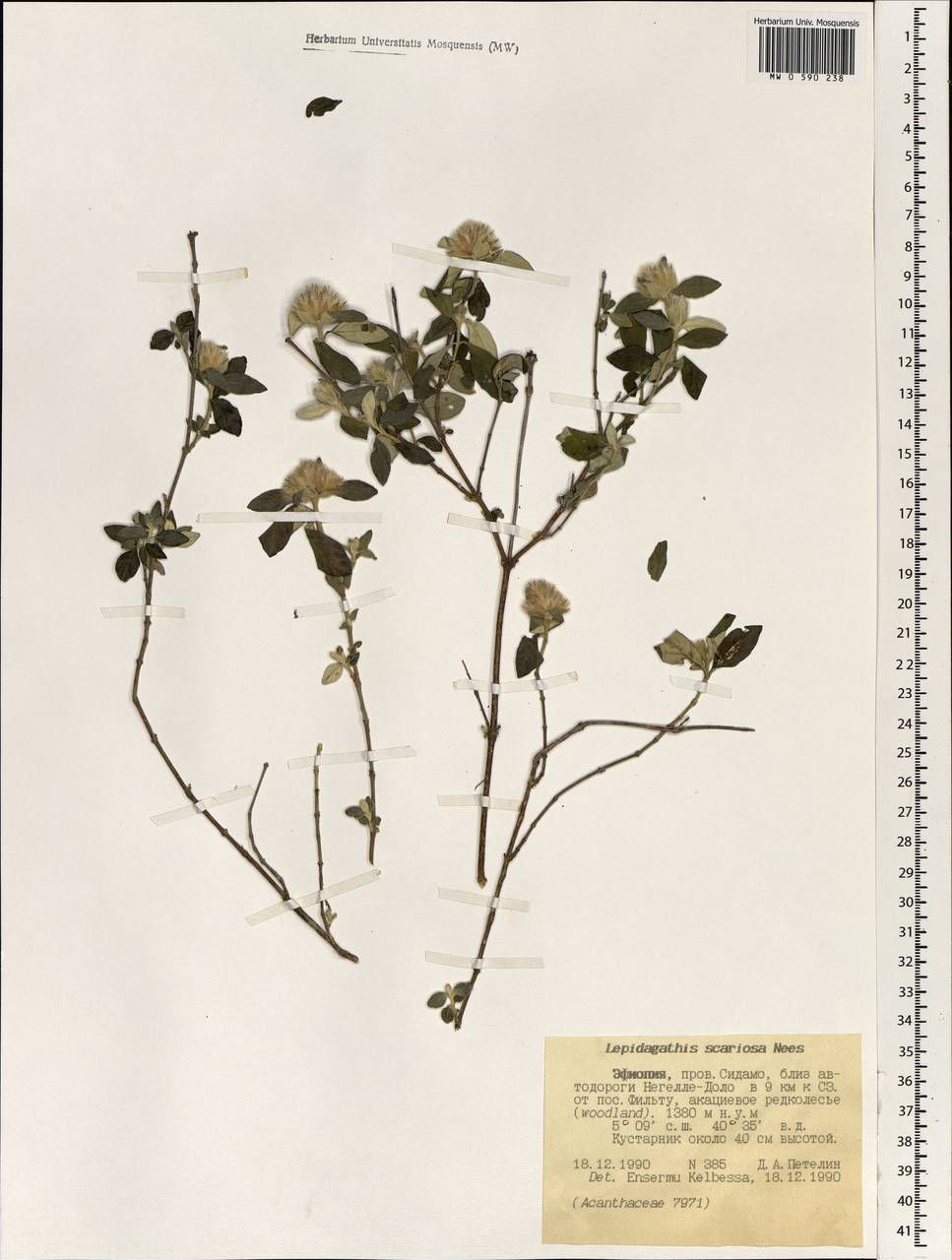 Lepidagathis scariosa Wall. ex Nees, Африка (AFR) (Эфиопия)