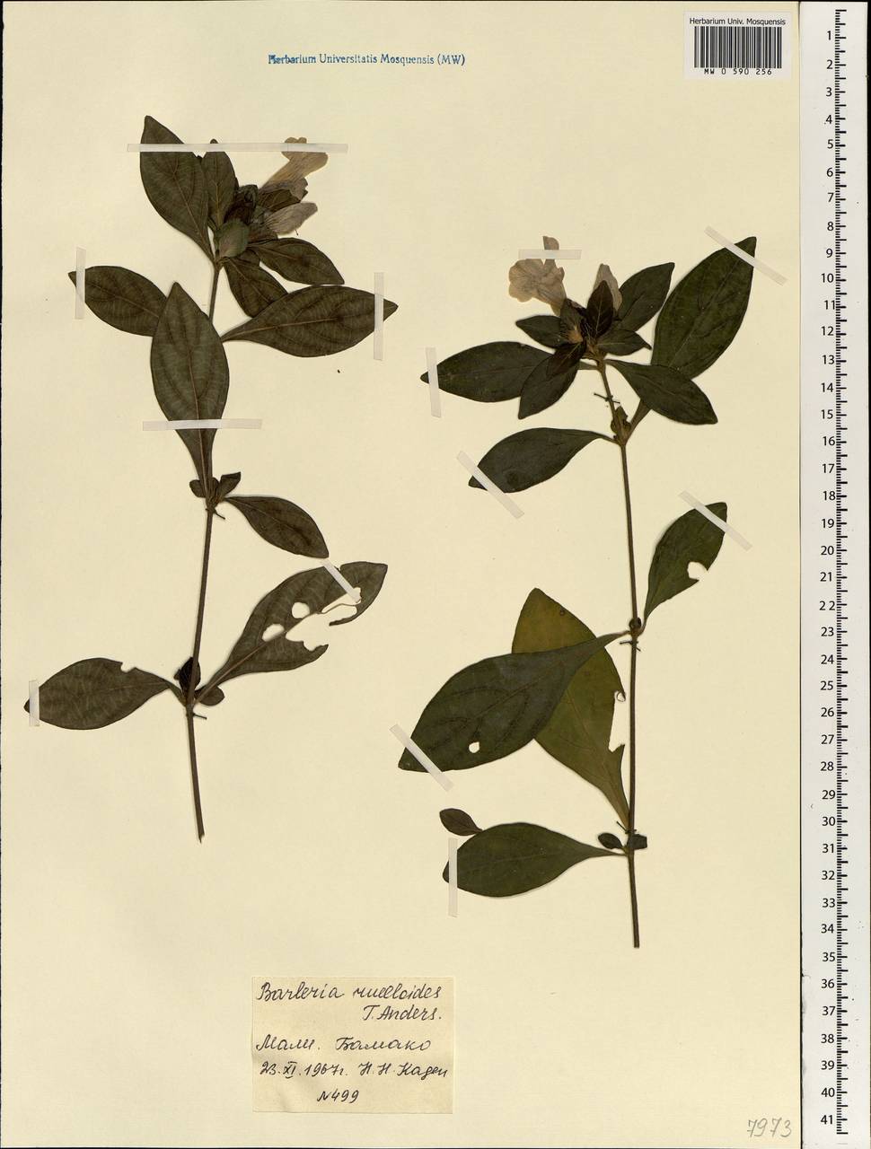 Barleria ruellioides T. Anders., Африка (AFR) (Мали)