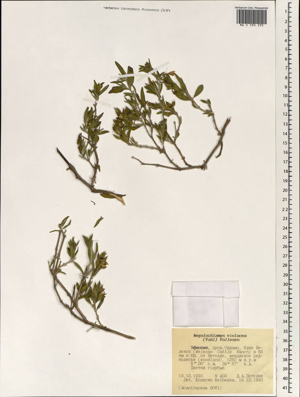 Megalochlamys violacea (Vahl) K. Vollesen, Африка (AFR) (Эфиопия)