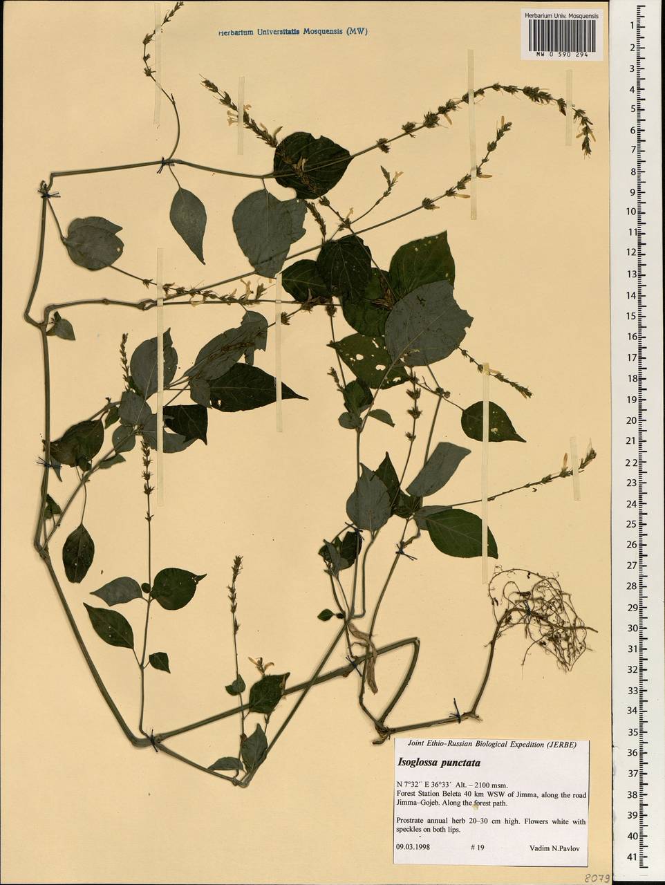 Isoglossa punctata (Vahl) Brummitt & J. R. Wood, Африка (AFR) (Эфиопия)