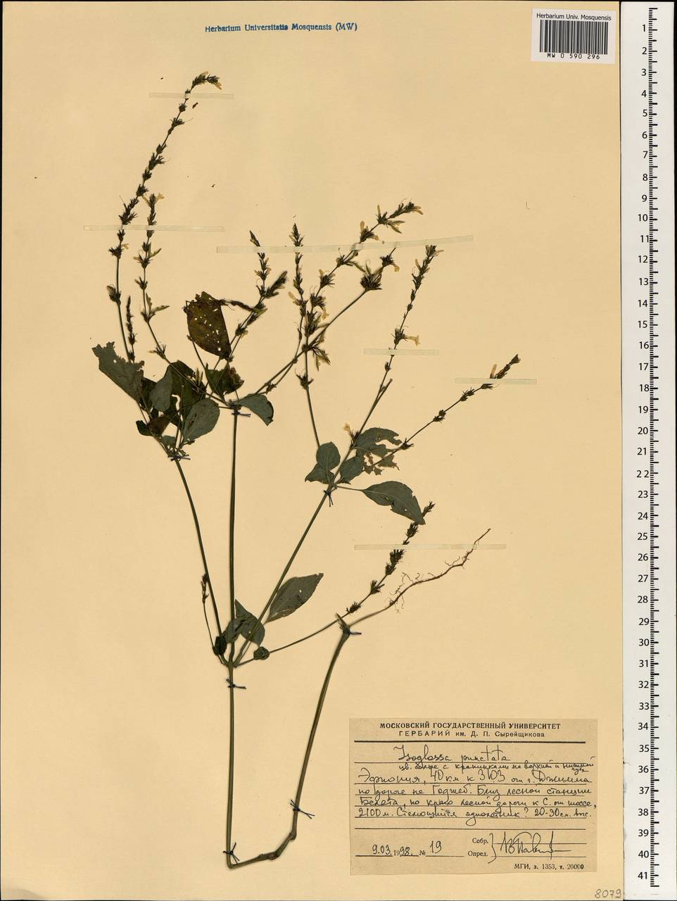 Isoglossa punctata (Vahl) Brummitt & J. R. Wood, Африка (AFR) (Эфиопия)