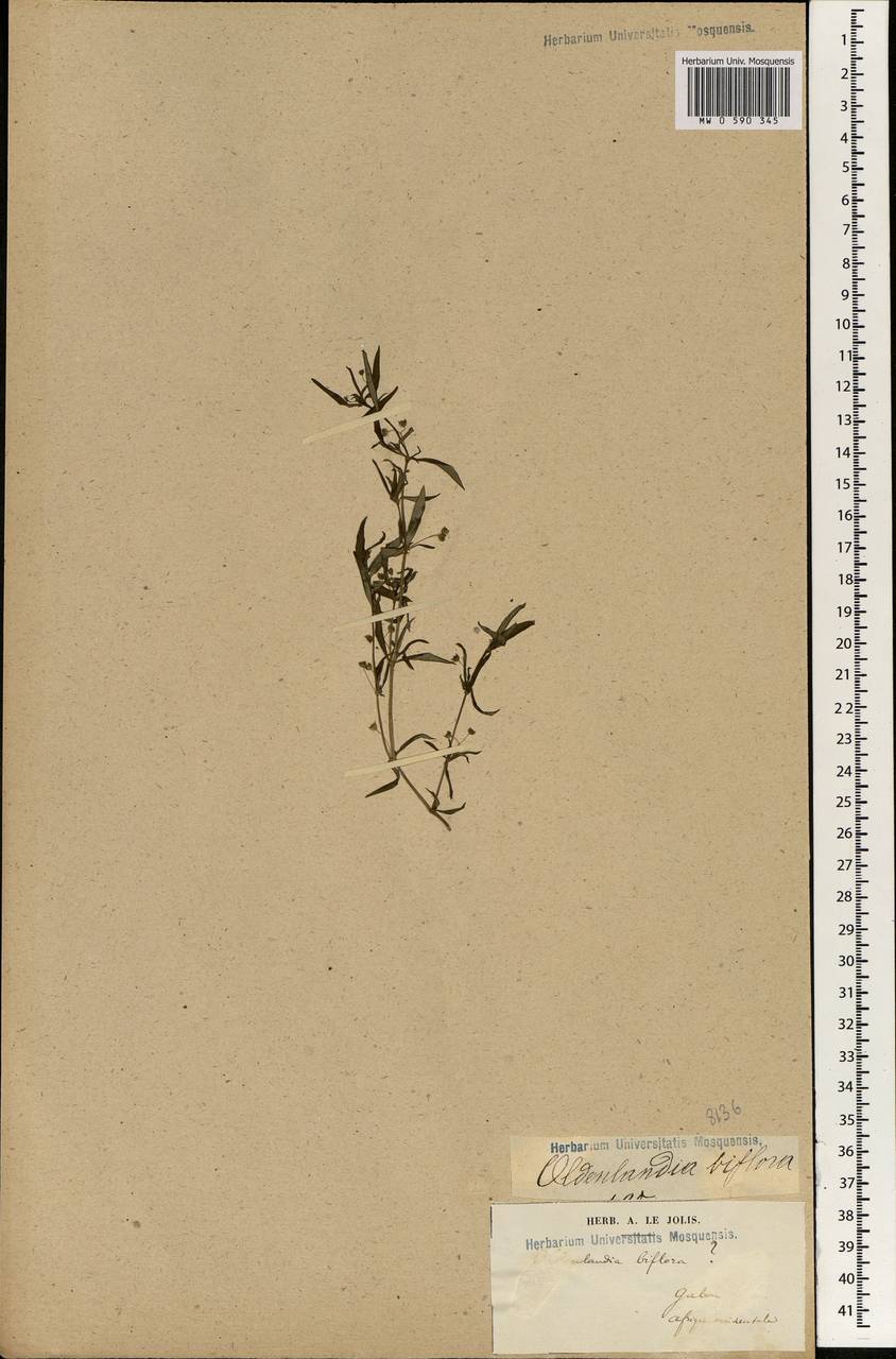 Thecagonum biflorum (L.) Babu, Африка (AFR) (Габон)