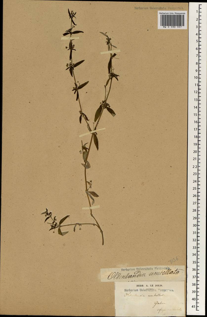 Oldenlandia umbellata L., Африка (AFR) (Габон)