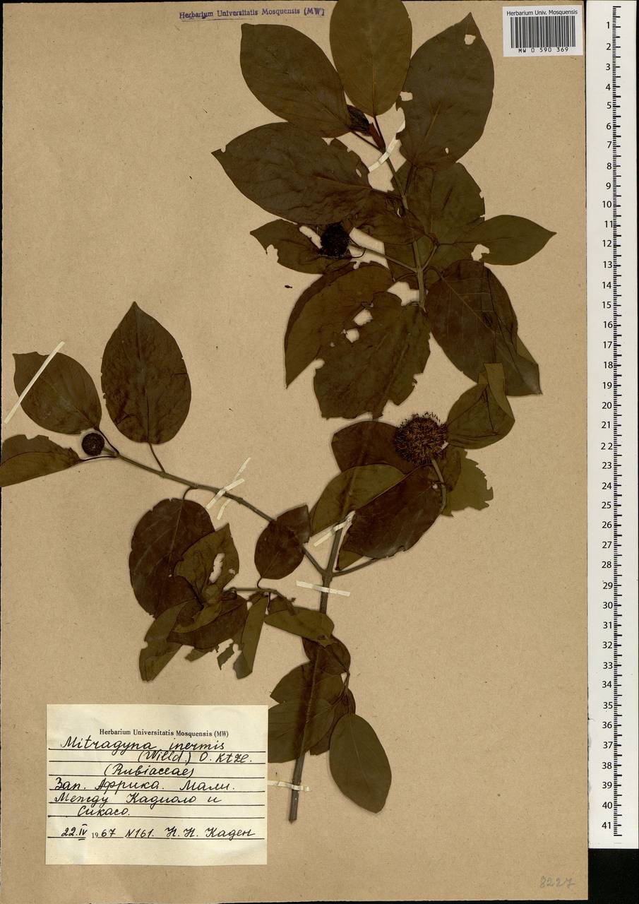 Mitragyna inermis (Willd.) Kuntze, Африка (AFR) (Мали)