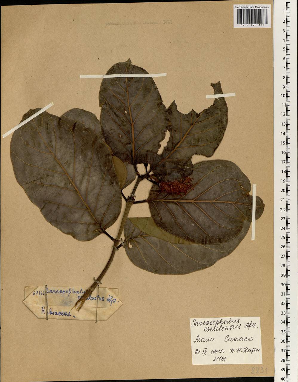 Nauclea latifolia Sm., Африка (AFR) (Мали)