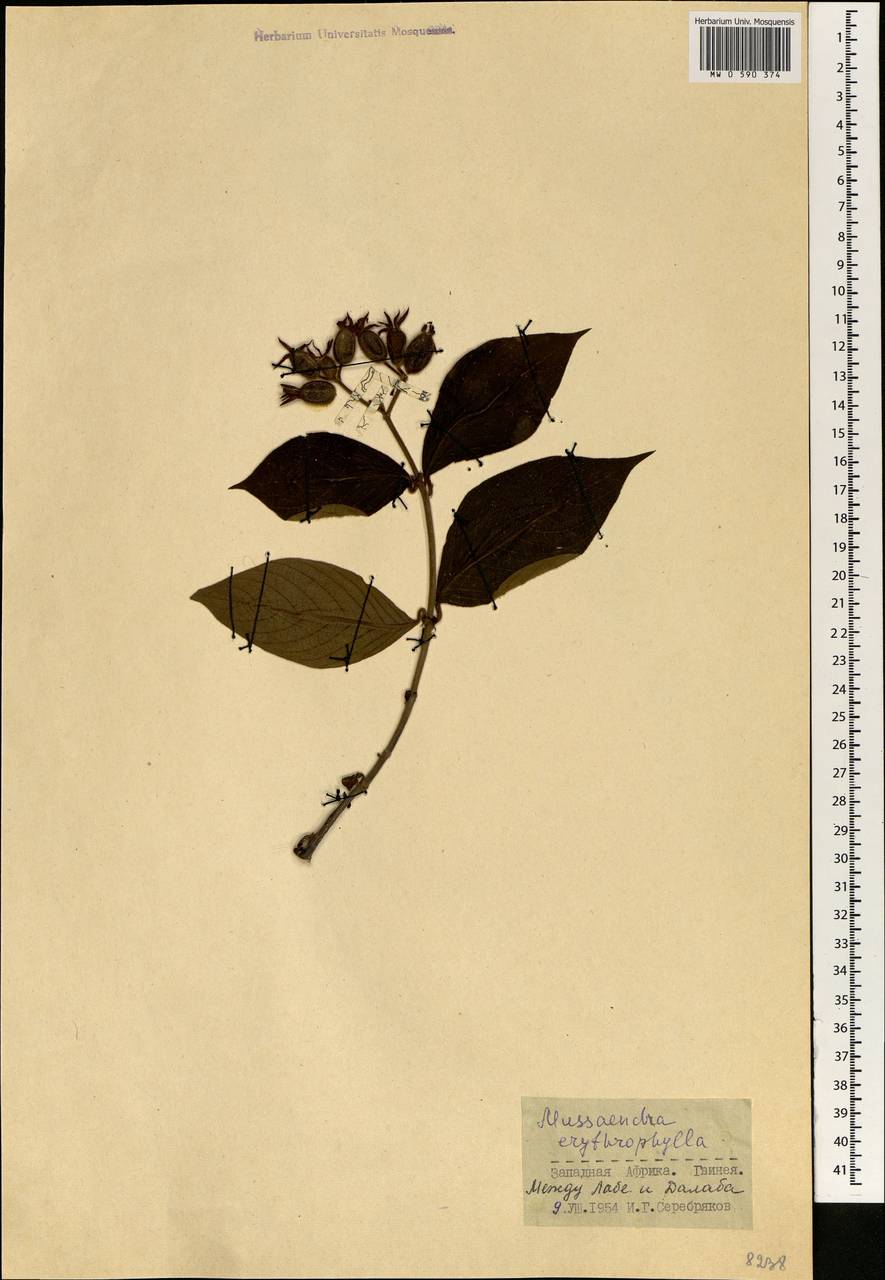 Mussaenda erythrophylla Schumach. & Thonn., Африка (AFR) (Гвинея)