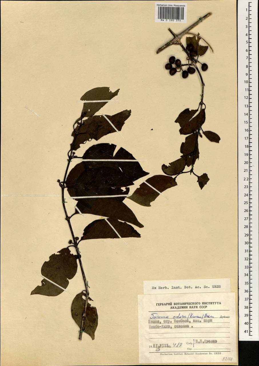 Coptosperma neurophyllum (S.Moore) Degreef, Африка (AFR) (Кения)
