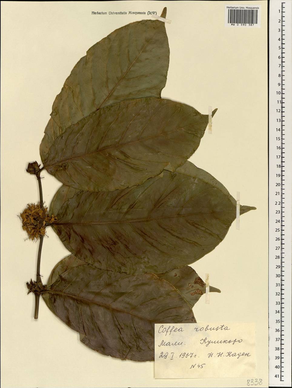 Coffea canephora Pierre ex A.Froehner, Африка (AFR) (Мали)