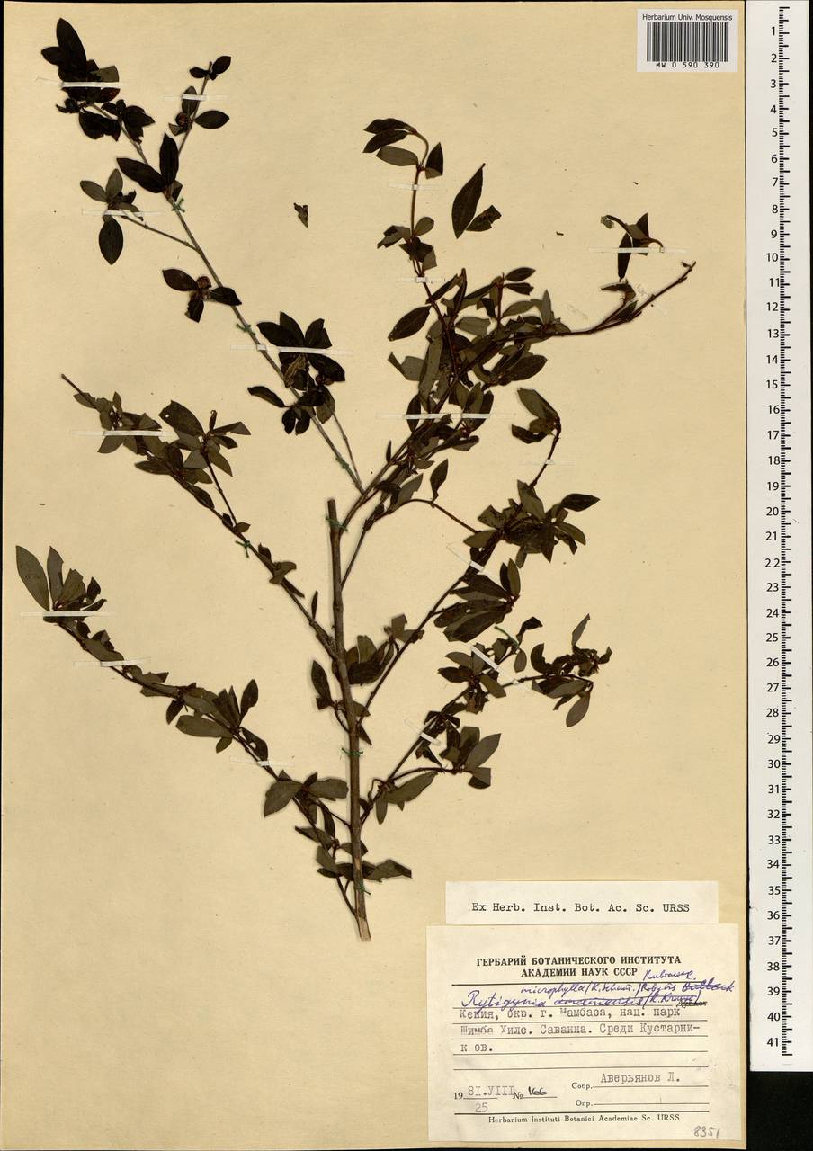 Rytigynia celastroides var. celastroides, Африка (AFR) (Кения)