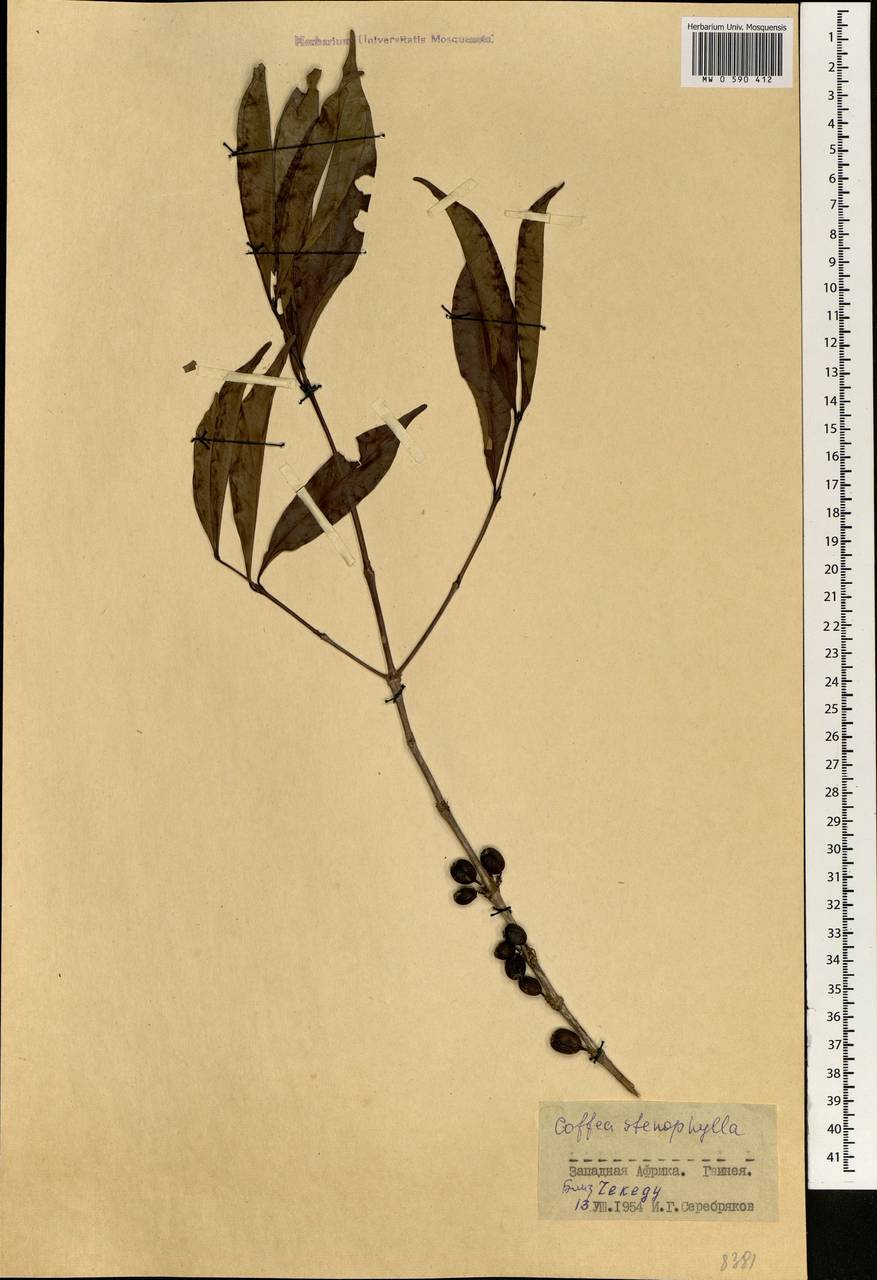 Coffea stenophylla G.Don, Африка (AFR) (Гвинея)