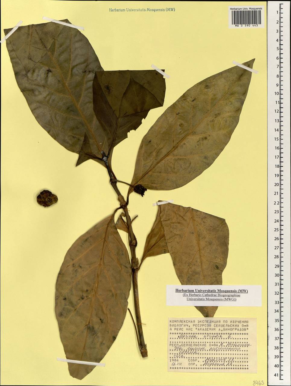 Morinda citrifolia L. , nom. cons., Африка (AFR) (Сейшельские острова)