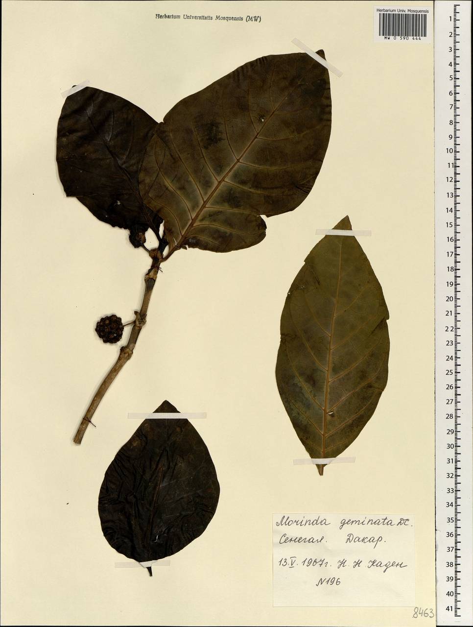 Morinda chrysorhiza (Thonn.) DC., Африка (AFR) (Сенегал)