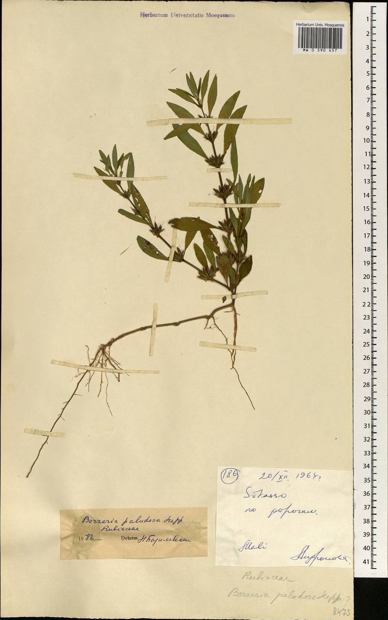 Spermacoce quadrisulcata (Bremek.) Verdc., Африка (AFR) (Мали)