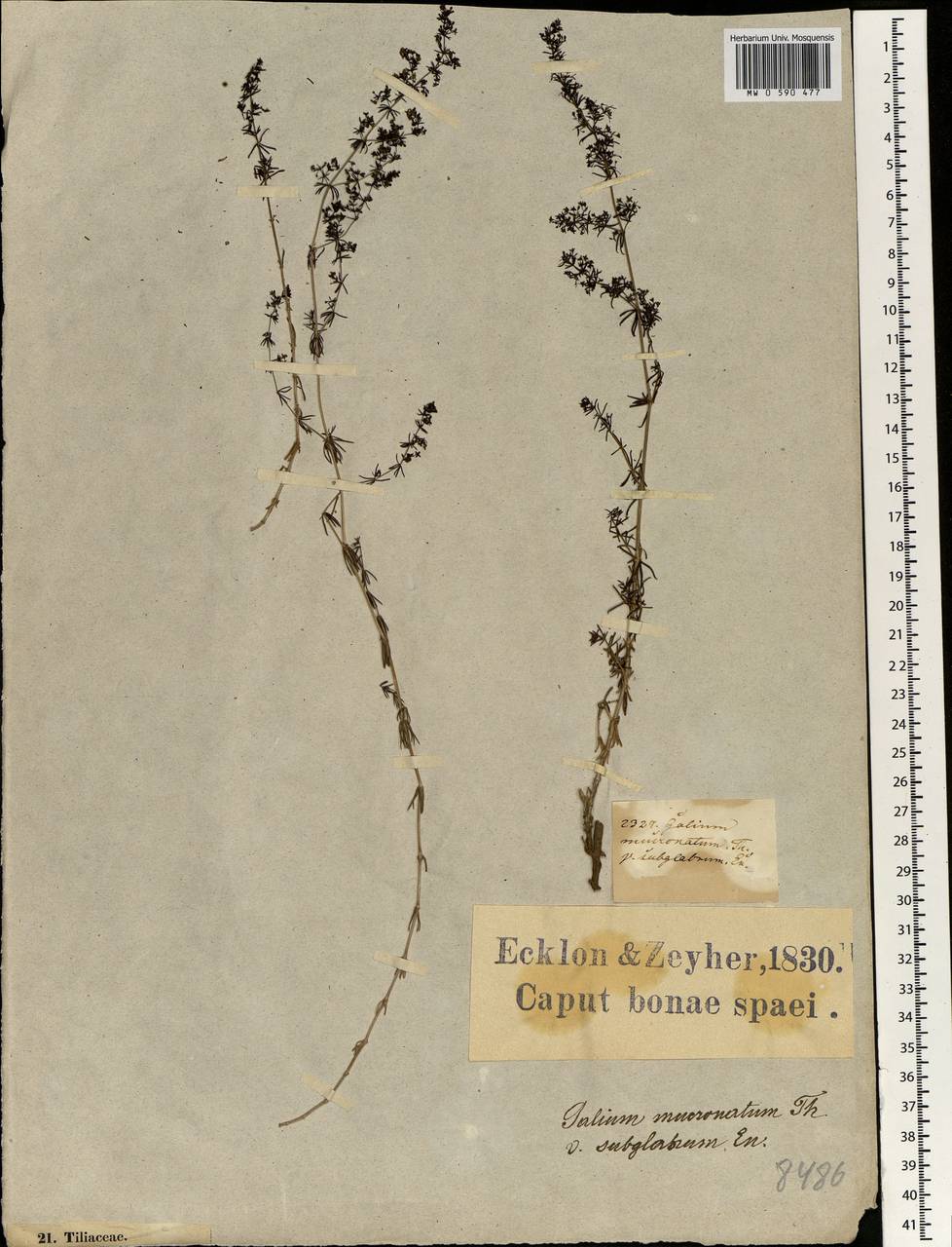Galium capense subsp. capense, Африка (AFR) (ЮАР)