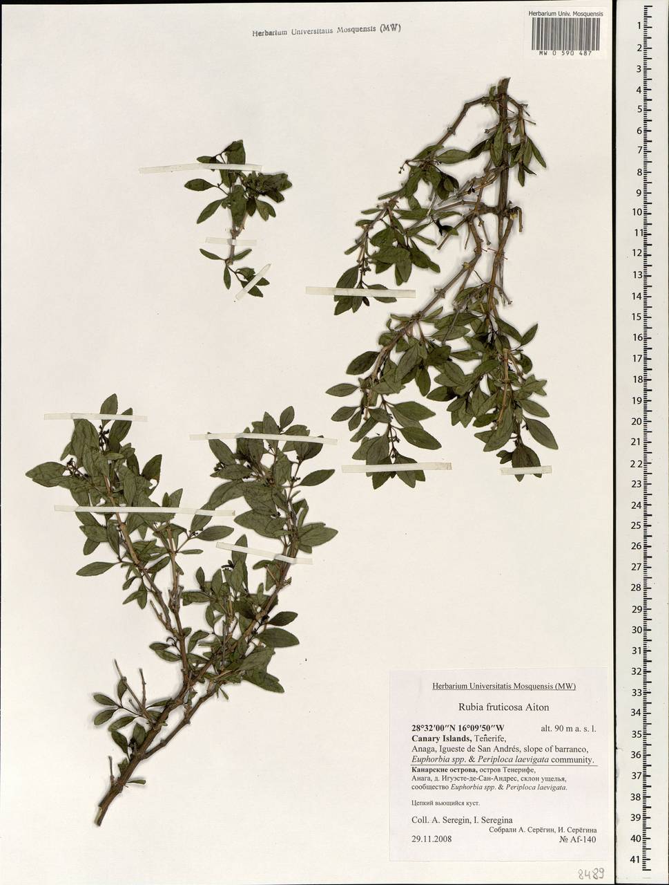 Rubia fruticosa Aiton, Африка (AFR) (Испания)
