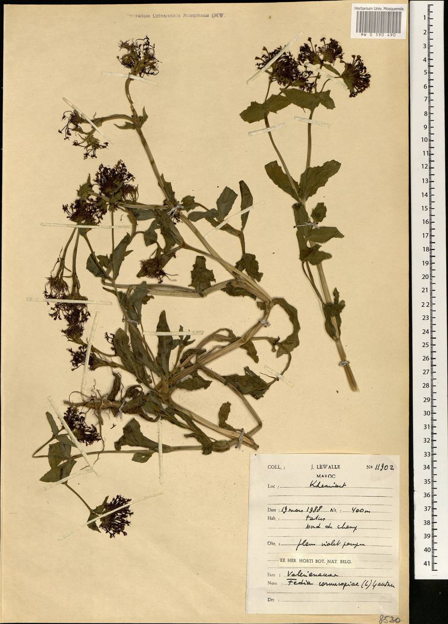 Fedia cornucopiae (L.) Gaertner, Африка (AFR) (Марокко)