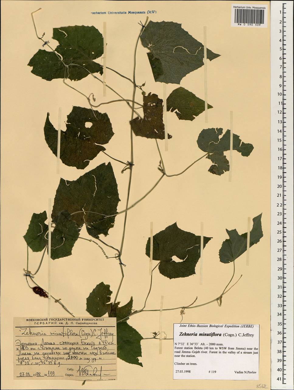 Zehneria minutiflora (Cogn.) C. Jeffrey, Африка (AFR) (Эфиопия)