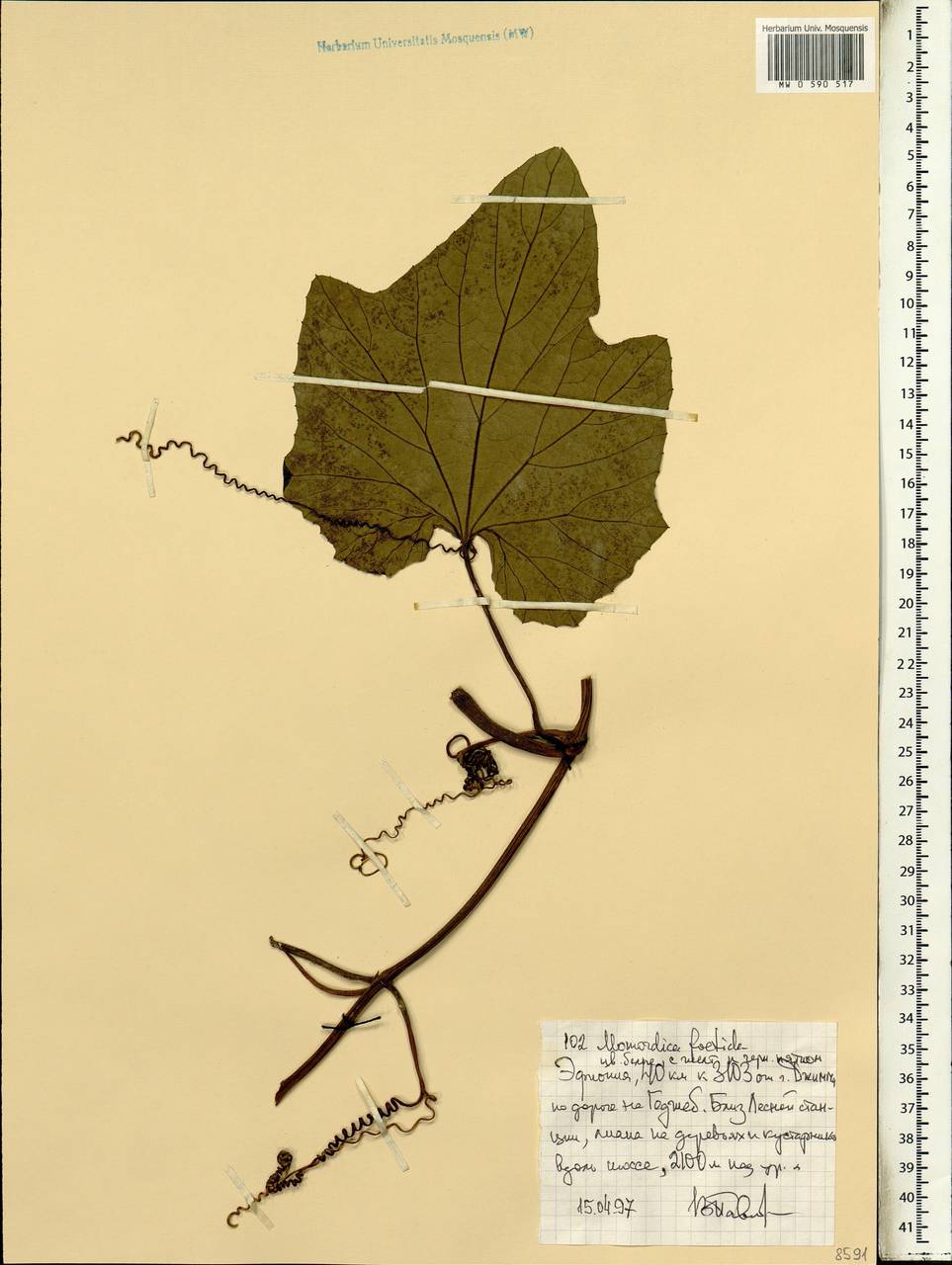 Momordica foetida Schum., Африка (AFR) (Эфиопия)