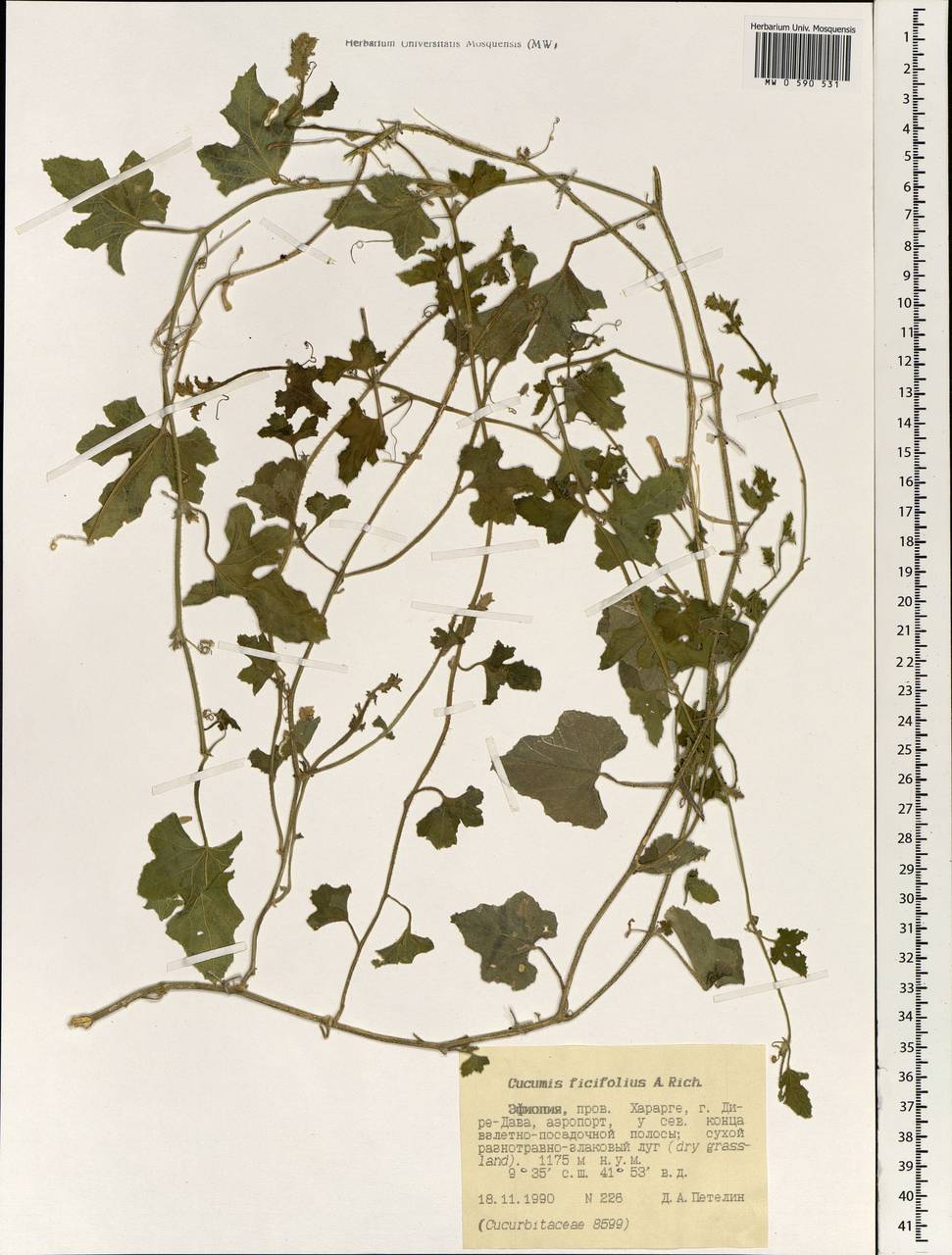 Cucumis ficifolius A. Rich., Африка (AFR) (Эфиопия)
