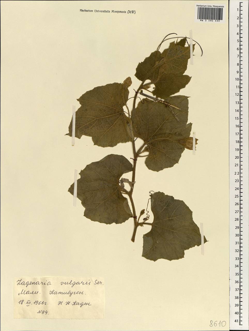 Lagenaria siceraria (Molina) Standl., Африка (AFR) (Мали)