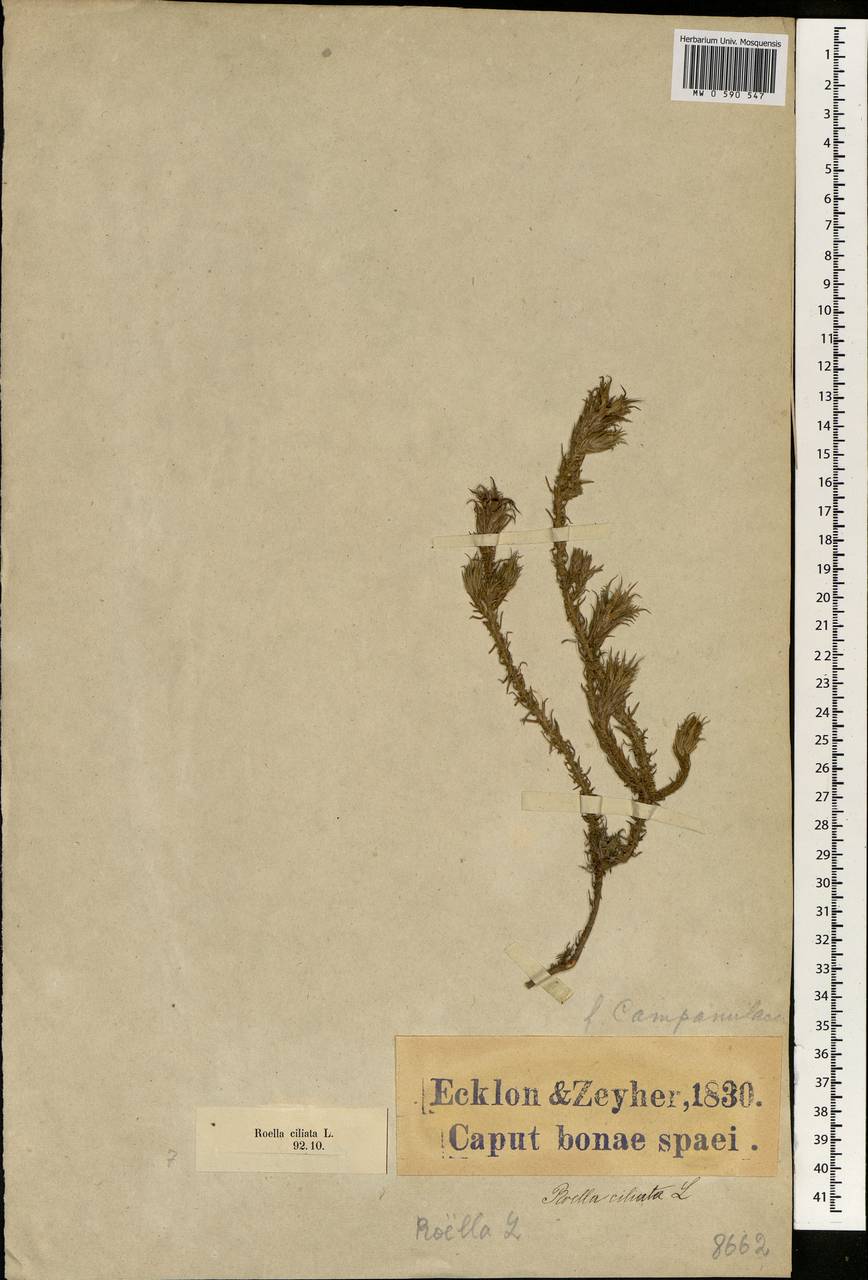 Roella ciliata L., Африка (AFR) (ЮАР)
