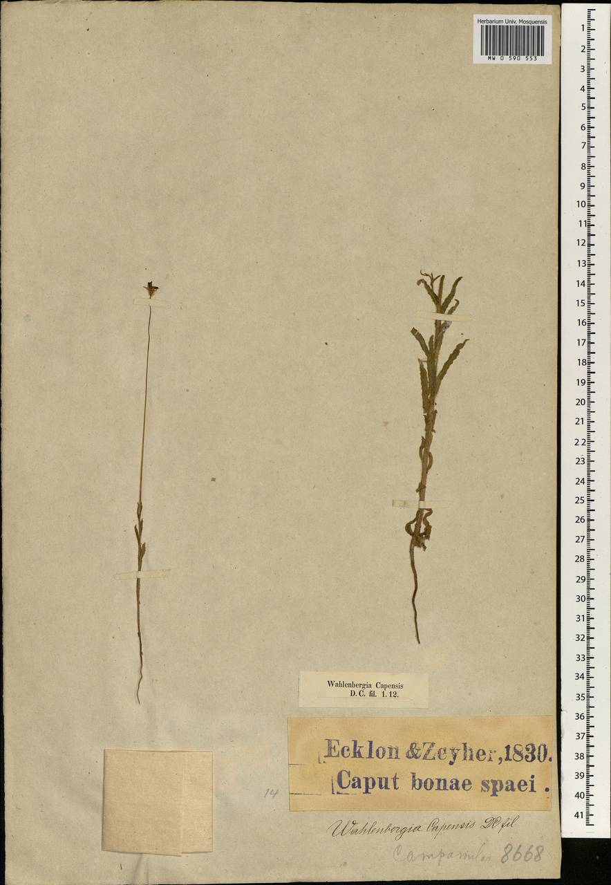 Wahlenbergia capensis (L.) A.DC., Африка (AFR) (ЮАР)