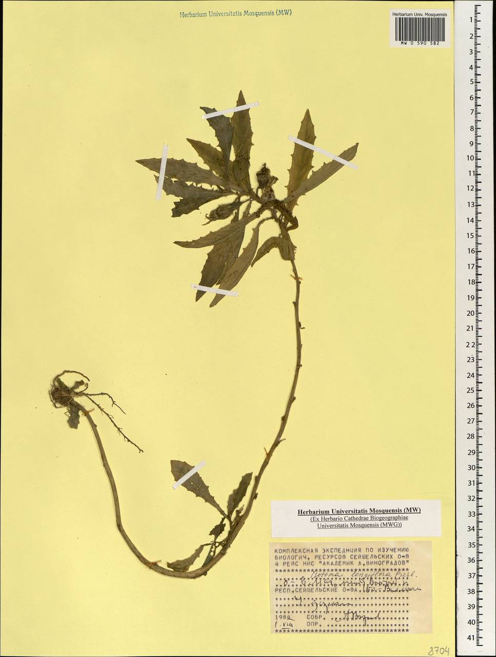 Hippobroma longiflora (L.) G.Don, Африка (AFR) (Сейшельские острова)