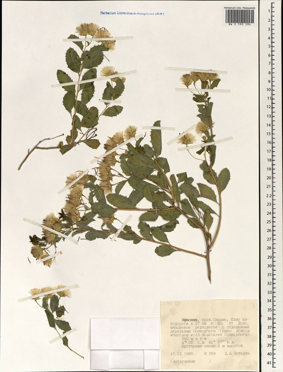 Asteraceae, Африка (AFR) (Эфиопия)