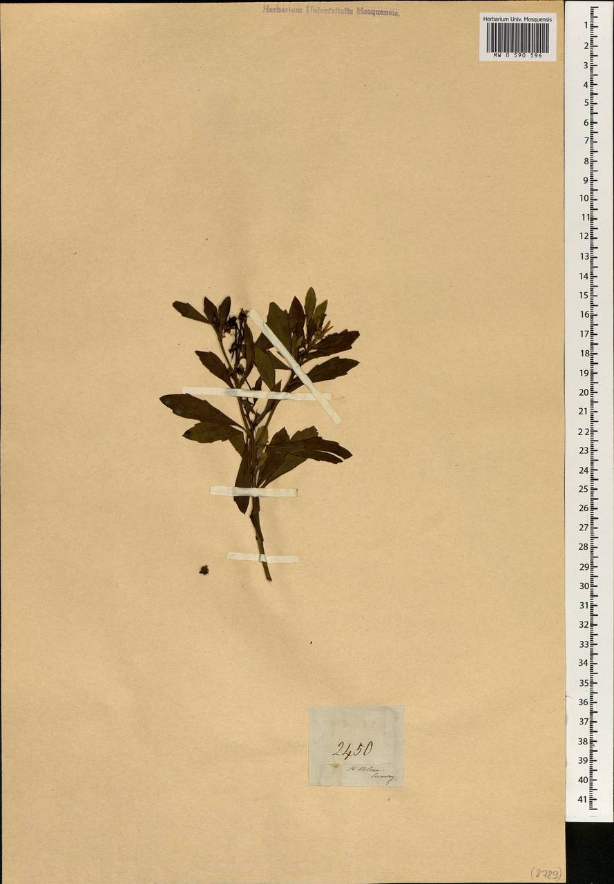Asteraceae, Африка (AFR) (Острова Святой Елены, Вознесения и Тристан-да-Кунья)